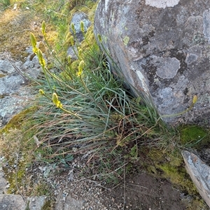 Bulbine glauca at Kambah, ACT - 27 Sep 2024 04:29 PM