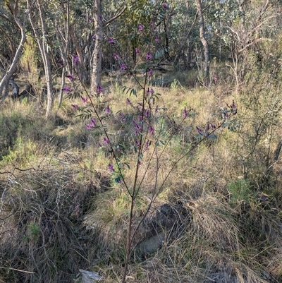 Indigofera australis subsp. australis (Australian Indigo) at Kambah, ACT - 27 Sep 2024 by MattS