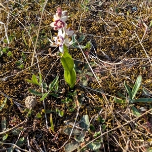 Wurmbea dioica subsp. dioica at Kambah, ACT - 27 Sep 2024 04:34 PM