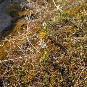 Wurmbea dioica subsp. dioica at Kambah, ACT - 27 Sep 2024 04:34 PM