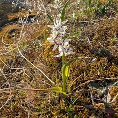 Wurmbea dioica subsp. dioica at Kambah, ACT - 27 Sep 2024 04:34 PM