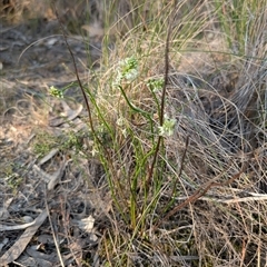 Stackhousia monogyna (Creamy Candles) at Kambah, ACT - 27 Sep 2024 by MattS