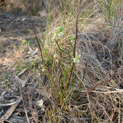 Stackhousia monogyna (Creamy Candles) at Kambah, ACT - 27 Sep 2024 by MattS