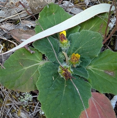 Cymbonotus sp. (preissianus or lawsonianus) (Bears Ears) at Kambah, ACT - 27 Sep 2024 by MattS