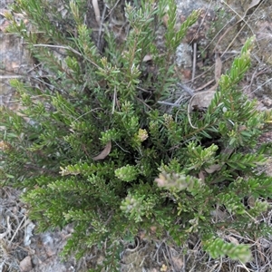 Grevillea sp. at Theodore, ACT - 6 Sep 2024