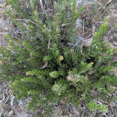 Grevillea (genus) (Grevillea) at Theodore, ACT - 6 Sep 2024 by MattS