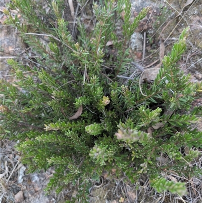 Grevillea sp. (Grevillea) at Theodore, ACT - 6 Sep 2024 by MattS