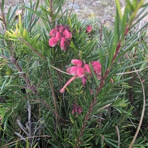 Grevillea sp. at Theodore, ACT - 6 Sep 2024