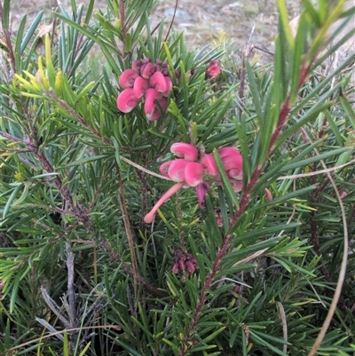 Grevillea sp. (Grevillea) at Theodore, ACT - 6 Sep 2024 by MattS