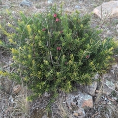 Grevillea sp. at Theodore, ACT - 6 Sep 2024