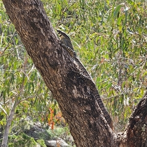 Varanus varius at Adjungbilly, NSW - suppressed