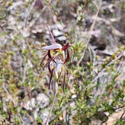 Lyperanthus suaveolens (Brown Beaks) at Bruce, ACT - 29 Sep 2024 by Bubbles