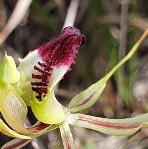 Caladenia atrovespa at Yarralumla, ACT - suppressed