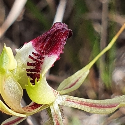 Caladenia atrovespa (Green-comb Spider Orchid) at Yarralumla, ACT - 29 Sep 2024 by Bubbles