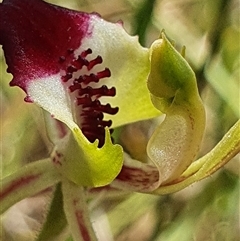 Caladenia atrovespa at Yarralumla, ACT - suppressed