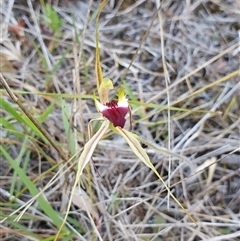 Caladenia atrovespa at Yarralumla, ACT - suppressed