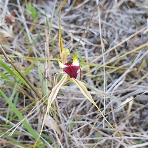 Caladenia atrovespa at Yarralumla, ACT - suppressed