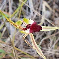 Caladenia atrovespa at Yarralumla, ACT - suppressed