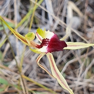 Caladenia atrovespa at Yarralumla, ACT - suppressed