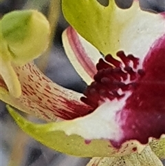 Caladenia atrovespa at Yarralumla, ACT - suppressed