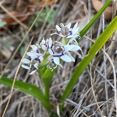 Wurmbea dioica subsp. dioica (Early Nancy) at Ngunnawal, ACT - 29 Sep 2024 by SteveBorkowskis