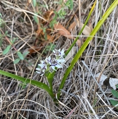 Wurmbea dioica subsp. dioica at Ngunnawal, ACT - 29 Sep 2024