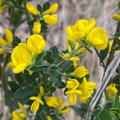 Genista monspessulana (Cape Broom, Montpellier Broom) at Ngunnawal, ACT - 29 Sep 2024 by SteveBorkowskis