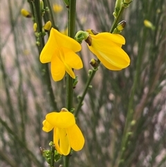 Cytisus scoparius subsp. scoparius (Scotch Broom, Broom, English Broom) at Ngunnawal, ACT - 29 Sep 2024 by SteveBorkowskis