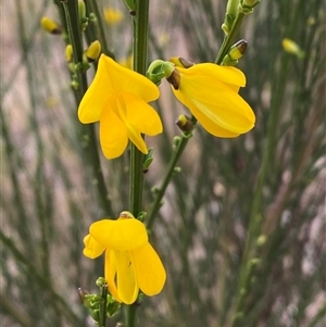 Cytisus scoparius subsp. scoparius at Ngunnawal, ACT - 29 Sep 2024