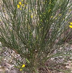 Cytisus scoparius subsp. scoparius at Ngunnawal, ACT - 29 Sep 2024