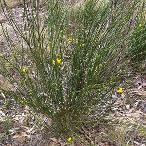 Cytisus scoparius subsp. scoparius at Ngunnawal, ACT - 29 Sep 2024