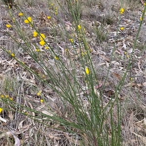 Cytisus scoparius subsp. scoparius at Ngunnawal, ACT - 29 Sep 2024