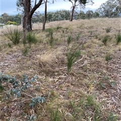 Cytisus scoparius subsp. scoparius at Ngunnawal, ACT - 29 Sep 2024