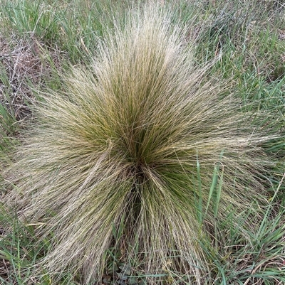 Nassella trichotoma (Serrated Tussock) at Ngunnawal, ACT - 29 Sep 2024 by SteveBorkowskis