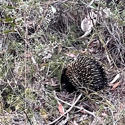 Tachyglossus aculeatus (Short-beaked Echidna) at Katoomba, NSW - 29 Sep 2024 by Clarel