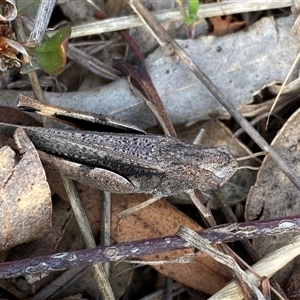 Cryptobothrus chrysophorus at Ngunnawal, ACT - 29 Sep 2024 03:27 PM