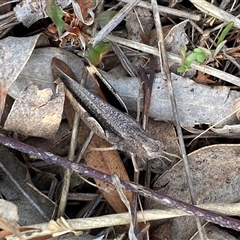 Cryptobothrus chrysophorus at Ngunnawal, ACT - 29 Sep 2024 03:27 PM
