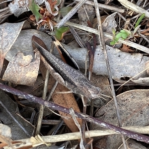 Cryptobothrus chrysophorus at Ngunnawal, ACT - 29 Sep 2024 03:27 PM