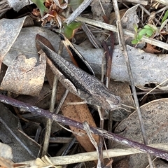 Cryptobothrus chrysophorus at Ngunnawal, ACT - 29 Sep 2024 03:27 PM