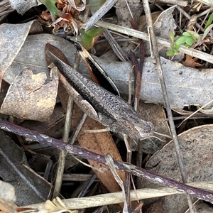 Cryptobothrus chrysophorus at Ngunnawal, ACT - 29 Sep 2024 03:27 PM