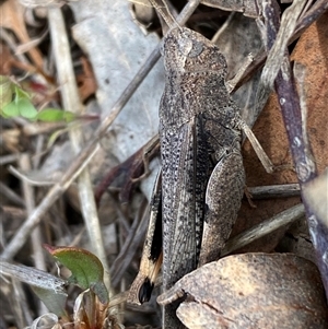 Cryptobothrus chrysophorus at Ngunnawal, ACT - 29 Sep 2024 03:27 PM