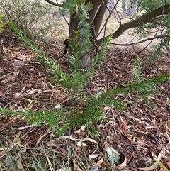 Grevillea sp. (Grevillea) at Ngunnawal, ACT - 29 Sep 2024 by SteveBorkowskis