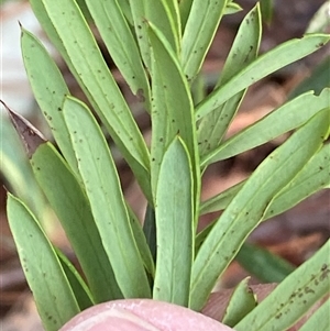 Grevillea sp. at Ngunnawal, ACT - 29 Sep 2024