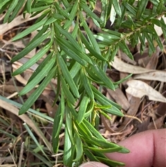 Grevillea sp. at Ngunnawal, ACT - 29 Sep 2024