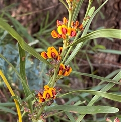 Daviesia mimosoides subsp. mimosoides at Ngunnawal, ACT - 29 Sep 2024 by SteveBorkowskis