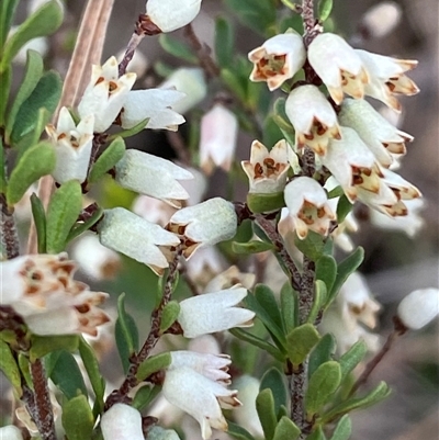 Cryptandra amara (Bitter Cryptandra) at Ngunnawal, ACT - 29 Sep 2024 by SteveBorkowskis