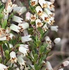 Cryptandra amara at Ngunnawal, ACT - 29 Sep 2024