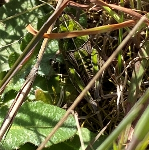 Perunga ochracea at Ngunnawal, ACT - 29 Sep 2024 02:17 PM