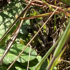 Perunga ochracea at Ngunnawal, ACT - 29 Sep 2024 02:17 PM