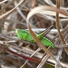 Conocephalus semivittatus (Meadow katydid) at Ngunnawal, ACT - 29 Sep 2024 by SteveBorkowskis